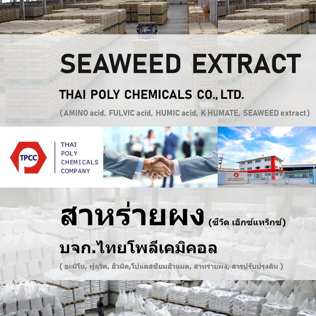 Seaweed extract, สาหร่ายผง, ผงสาหร่าย, สาหร่ายสกัด, ซีวีดเอ็กซ์แทร็กซ์, Seaweed powder